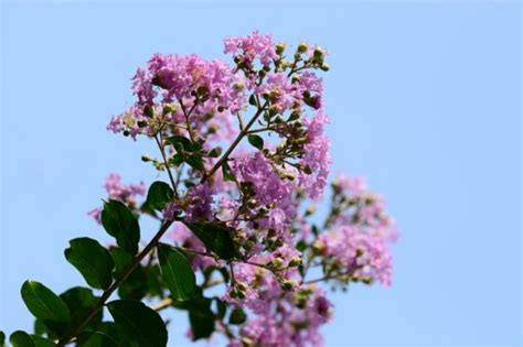 陰陽木|什麼！樹木也能分陰、陽？這到底是風水還是植物學啊？——《聆。